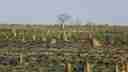 Termite Mounds - Kimberley Touring 