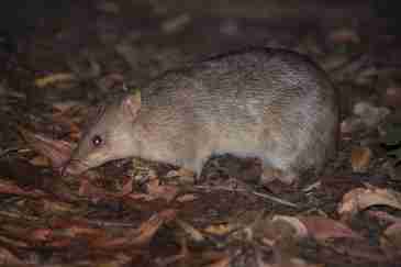 Small mammals of the Cobourg Peninsula