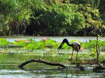 Visiting Yellow Water Billabong in Kakadu
