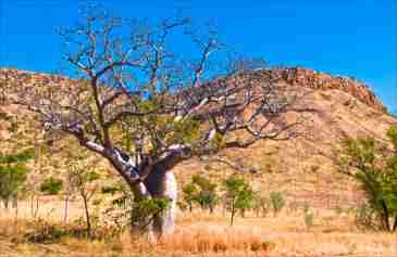 ​7 Day Kimberley Tour from Kununurra to Darwin