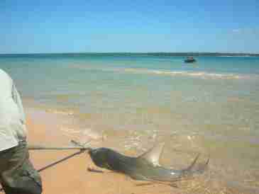 Sawfish Rescue on the Cobourg Peninsula