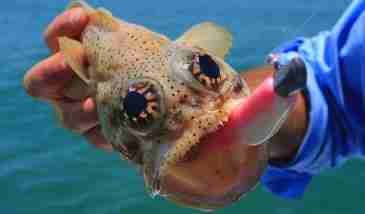 Cobourg Peninsula Fishing