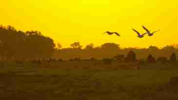 Northern Territory Bird Watching Tours