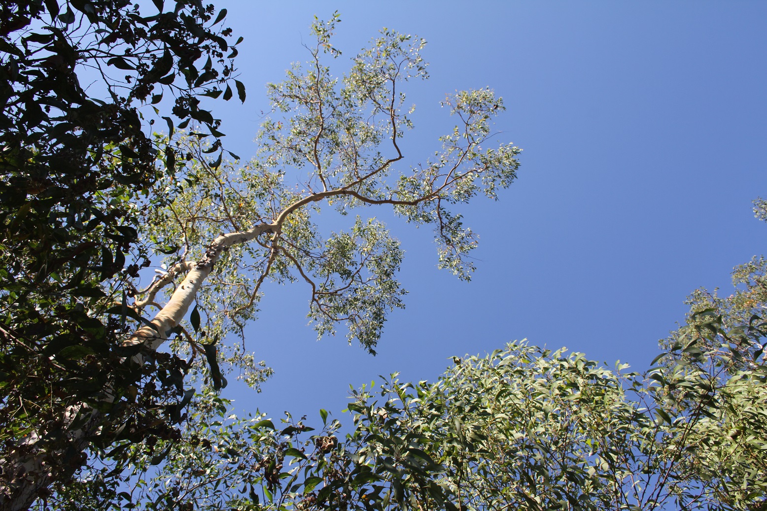 woolybutt-cobourg-peninsula