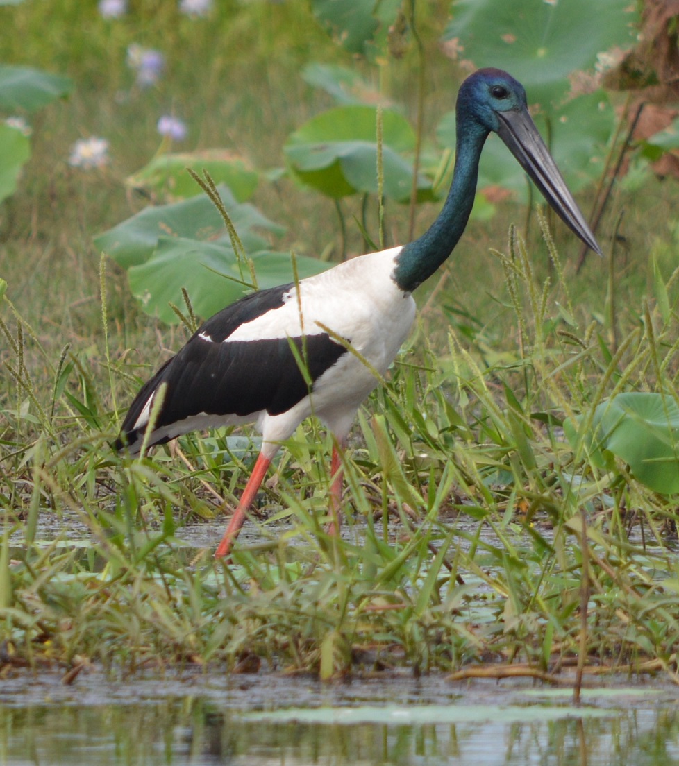 a-bird-watching-tour-of-the-top-end-jabiru