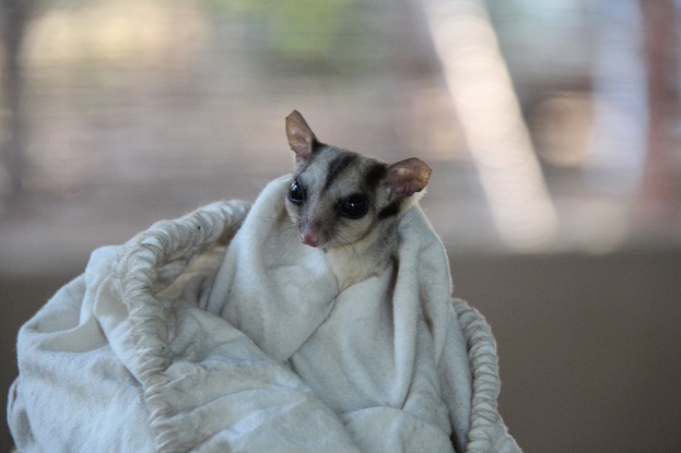 sugar-glider-cobourg-coastal-camp