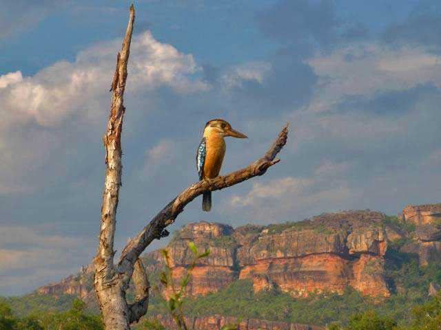 bird-watching-tours-rainbow-kookaburra