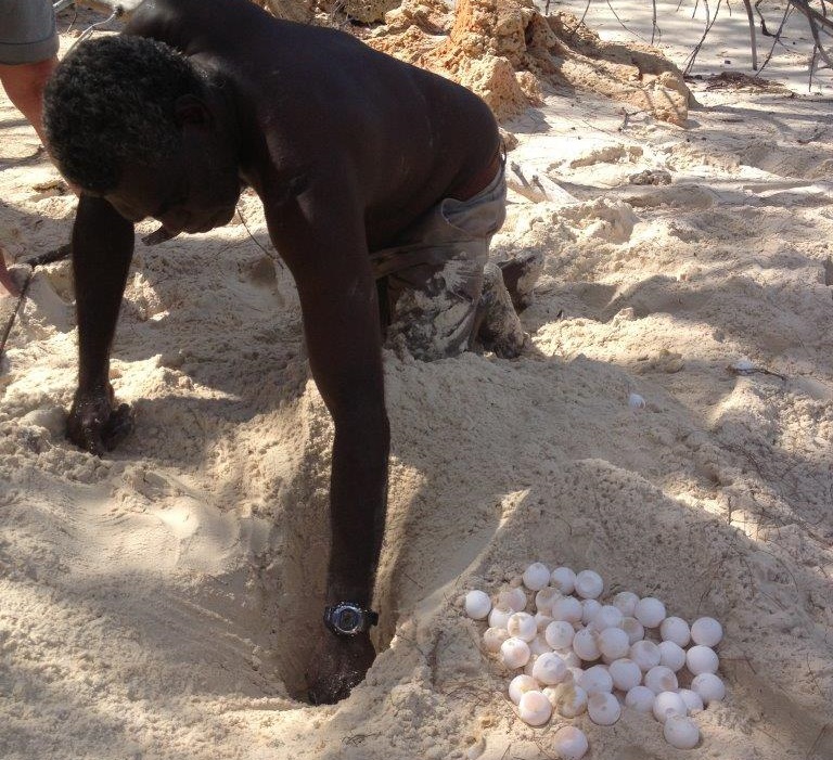 east-arnhem-land-turtle-nest