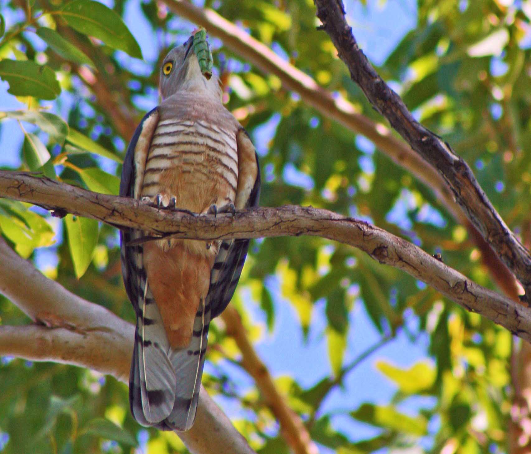 bird-watching-tours-pacific-baza