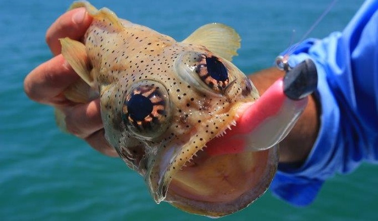 cobourg-fishing-safaris