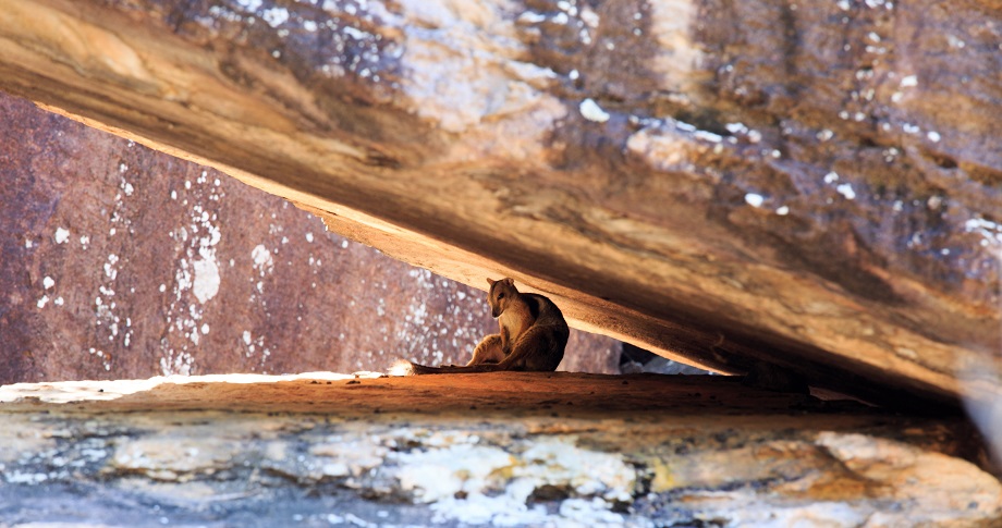 ubirr-rock-kakadu-tours