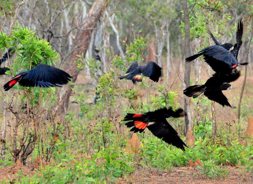 red-tailed-black-cockatoo-arnhem-land-cahills-crossing
