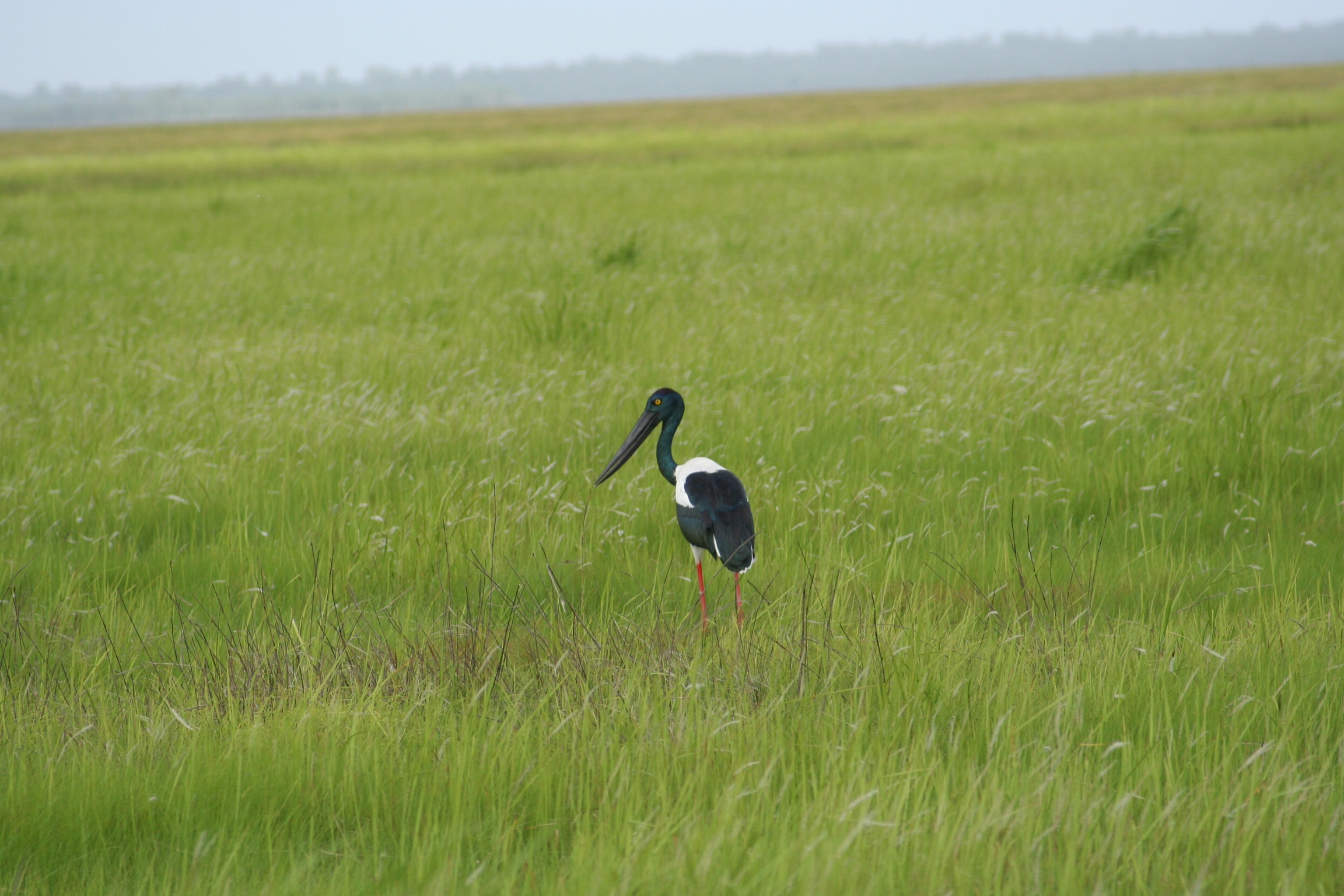 east-alligator-floodplain-jabiru