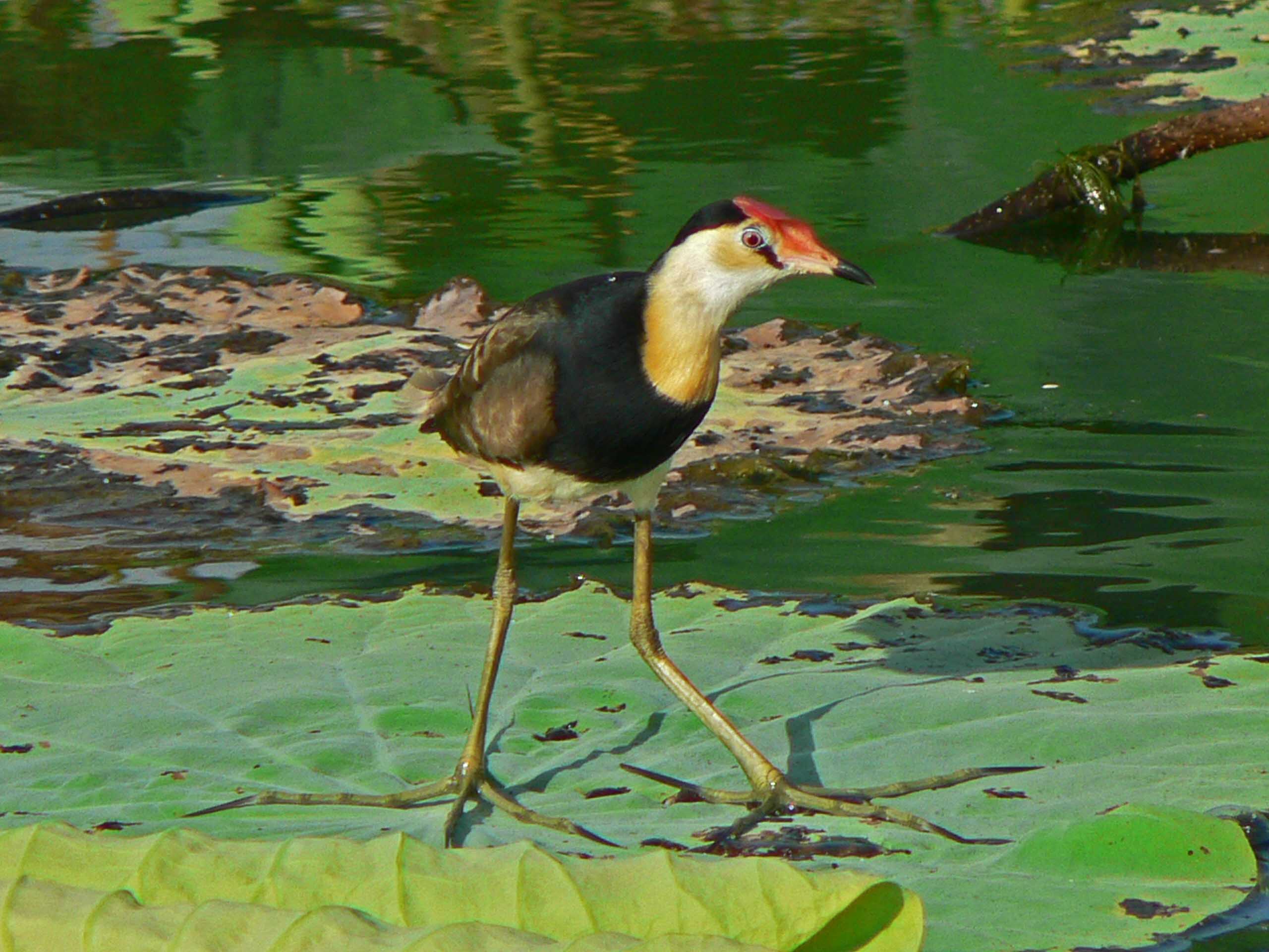 bird-watching-tours-comb-crested-jacana