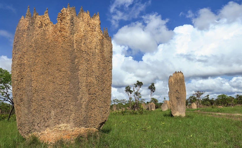 litchfield-national-park’s-top-attractions-termite-mounds