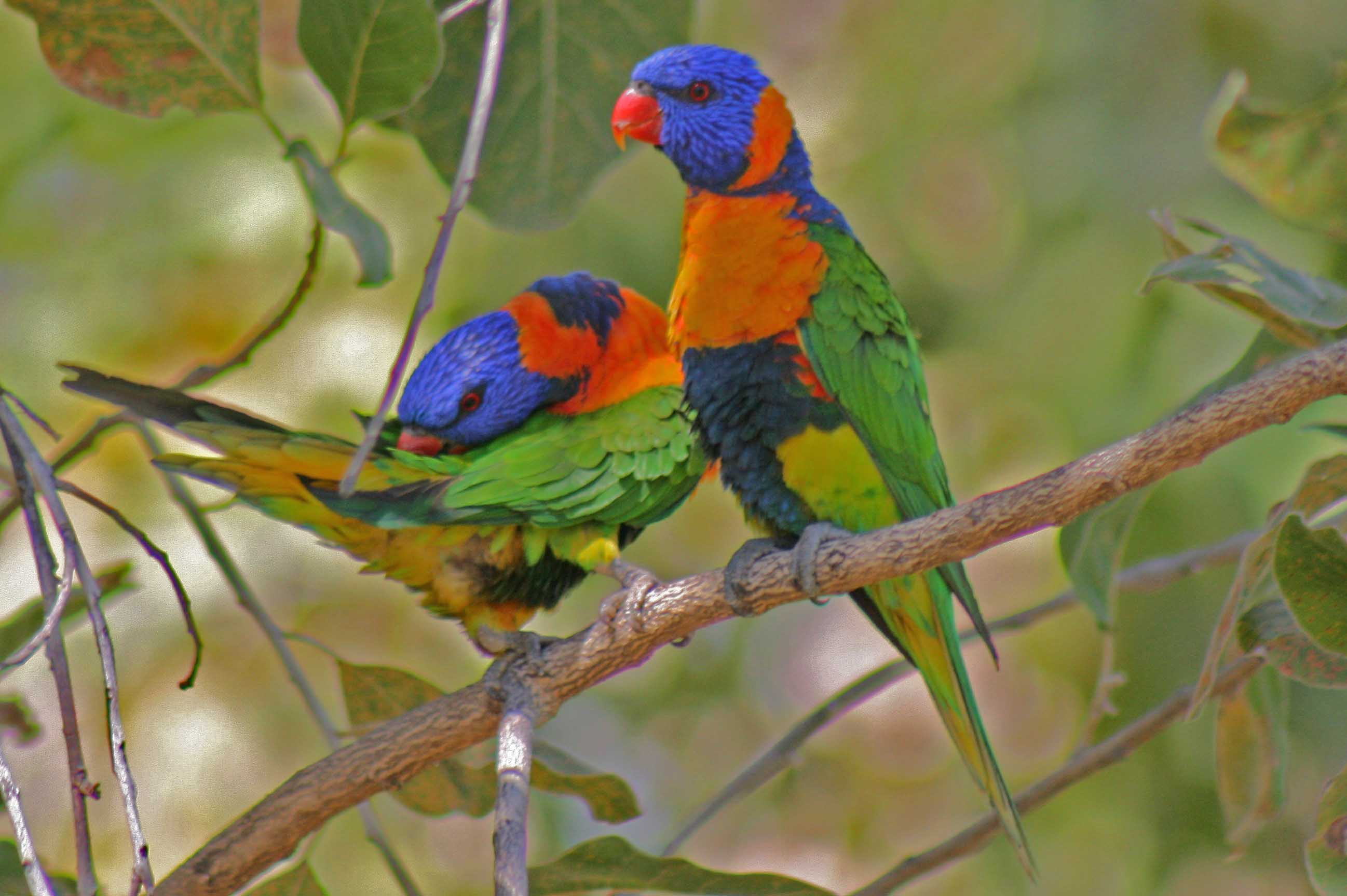 bird-watching-tours-red-coloured-lorikeet