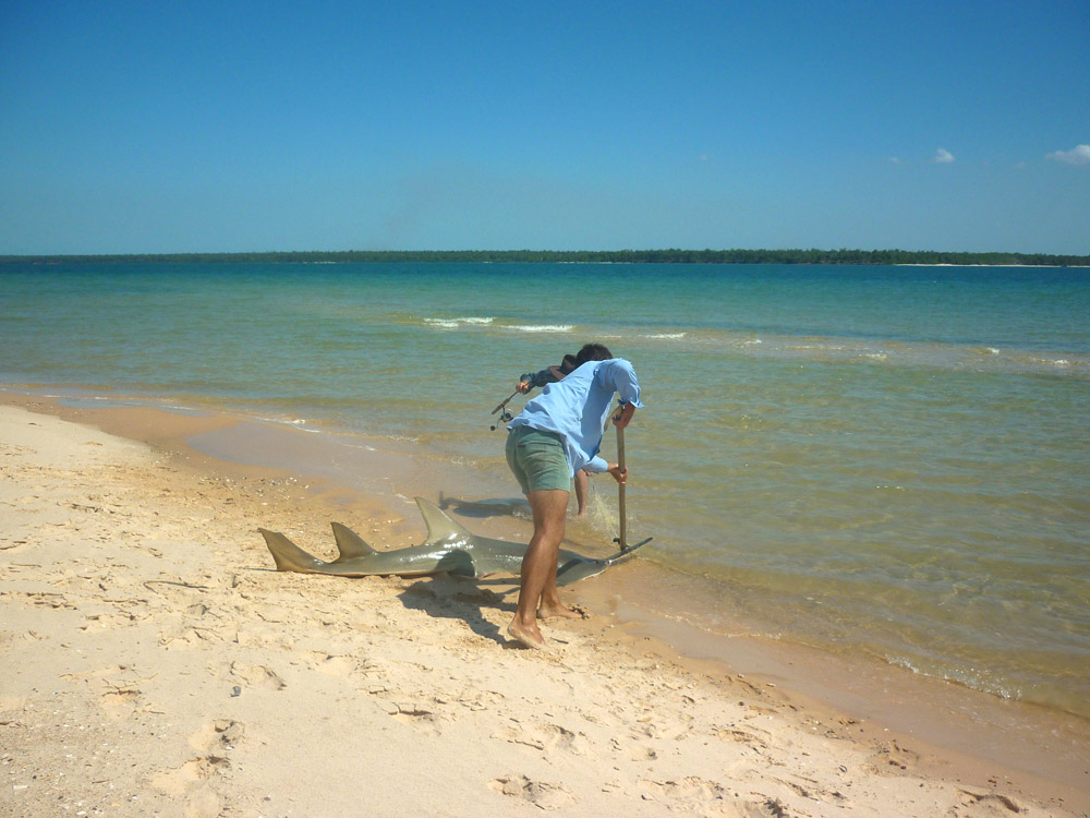 sawfish-rescue-cobourg