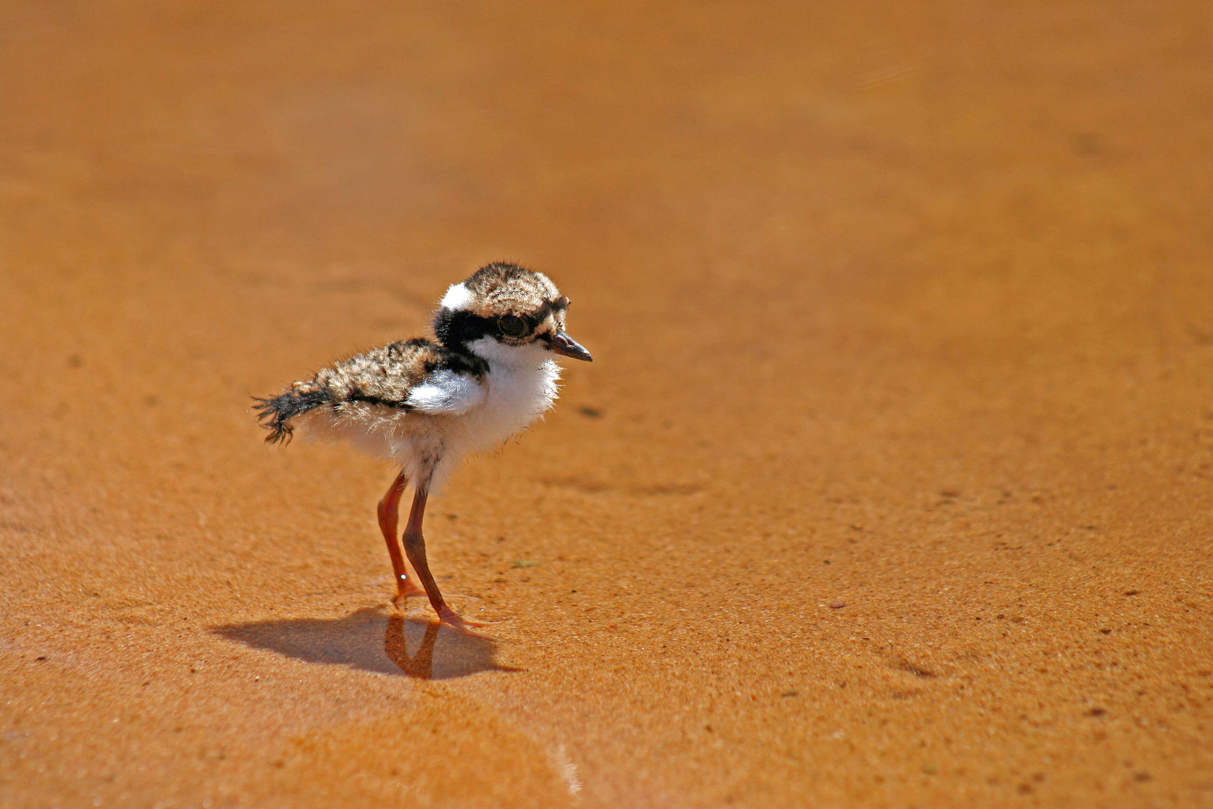 bird-watching-tours-black-fronted-dotterel